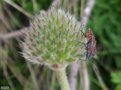 Spilostethus crudelis