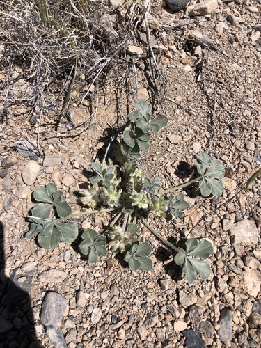 Beaver Dam Scurfpea (Pediomelum castoreum)