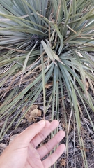 Hesperoyucca