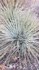 Hesperoyucca