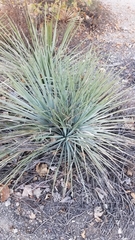 Hesperoyucca