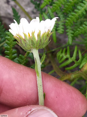 Osmitopsis dentata