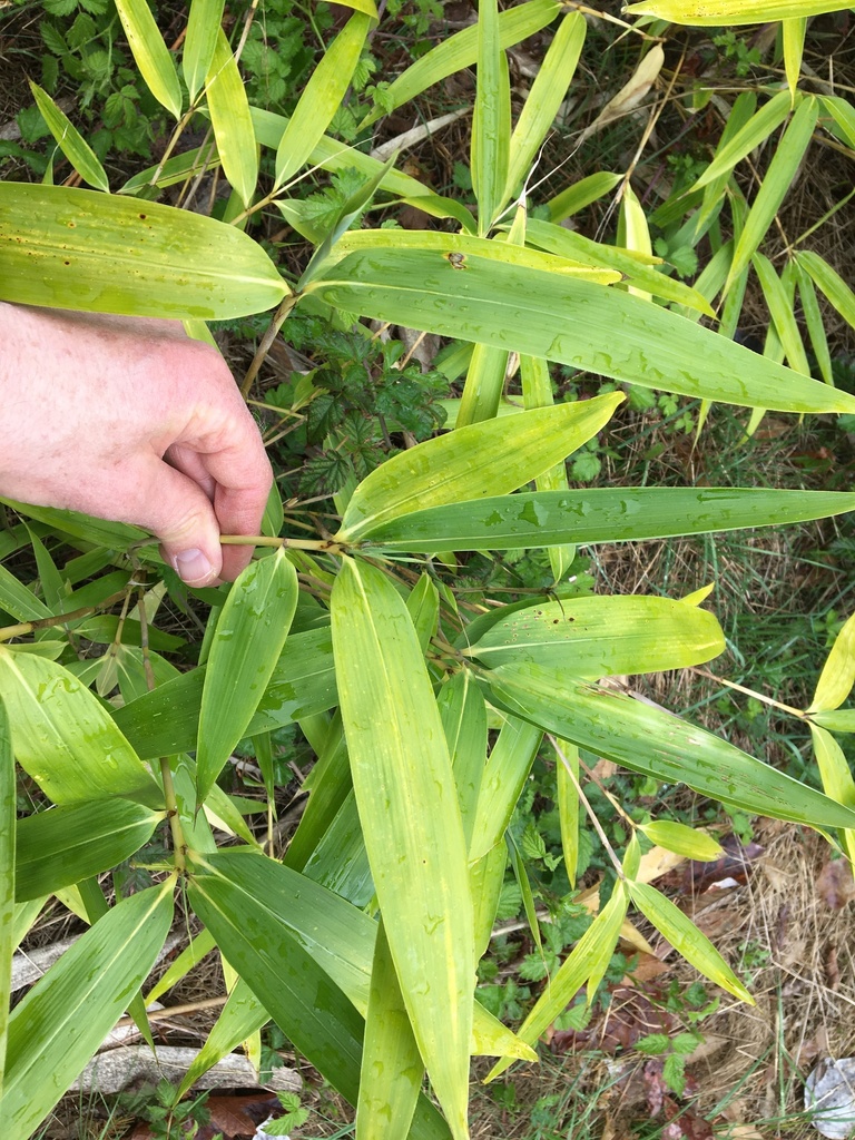 Arrow Bamboo from McKenzie Hwy, Vida, OR, US on May 4, 2023 at 0352 PM