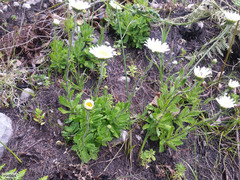 Osmitopsis dentata
