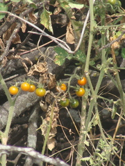 Solanum lycopersicum cerasiforme