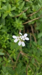 Iberis