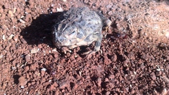 Incilius occidentalis