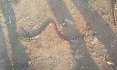 Lampropeltis polyzona