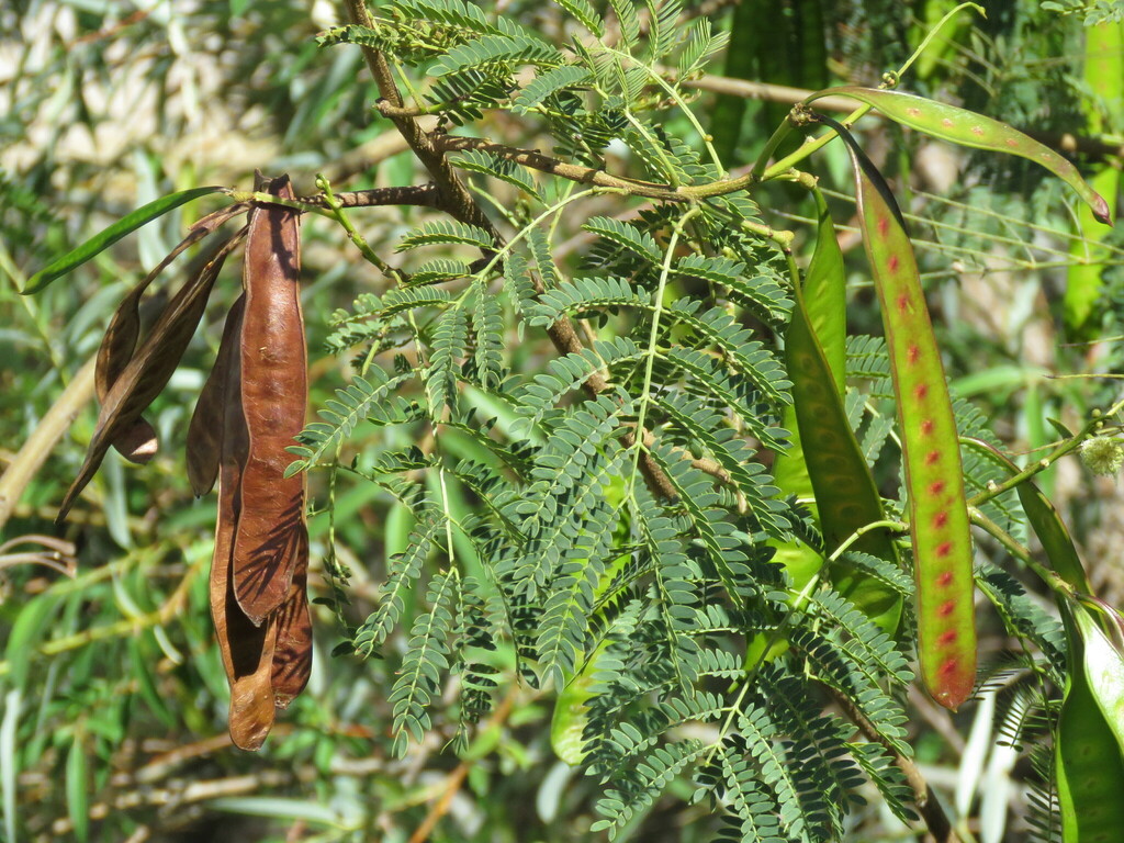 Leucaena leucocephala glabrata from Parque Tangamanga I, San Luis, S.L ...