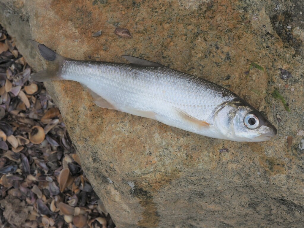 Vimba Bream