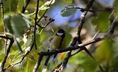 Parus major