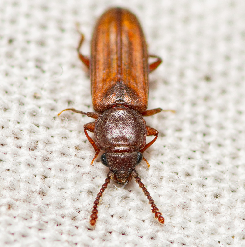 Pediacus subglaber