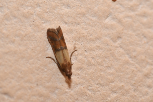 Plodia interpunctella