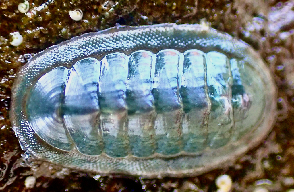 Blue Green Chiton from Burleigh Heads Rock Pools QLD, Australia on May ...