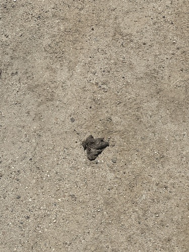 iNaturalist observation photo of Coyote
