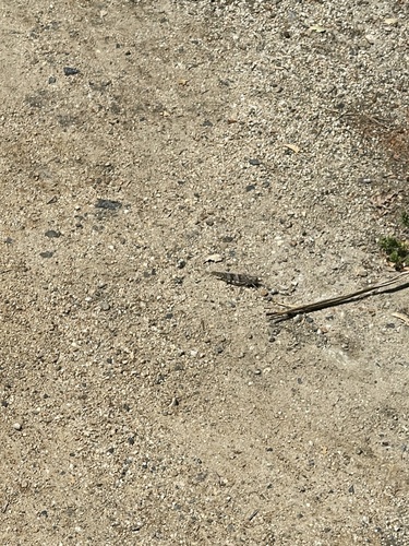 iNaturalist observation photo of Trimerotropis