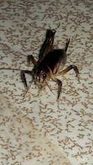 Apotetamenus clipeatus