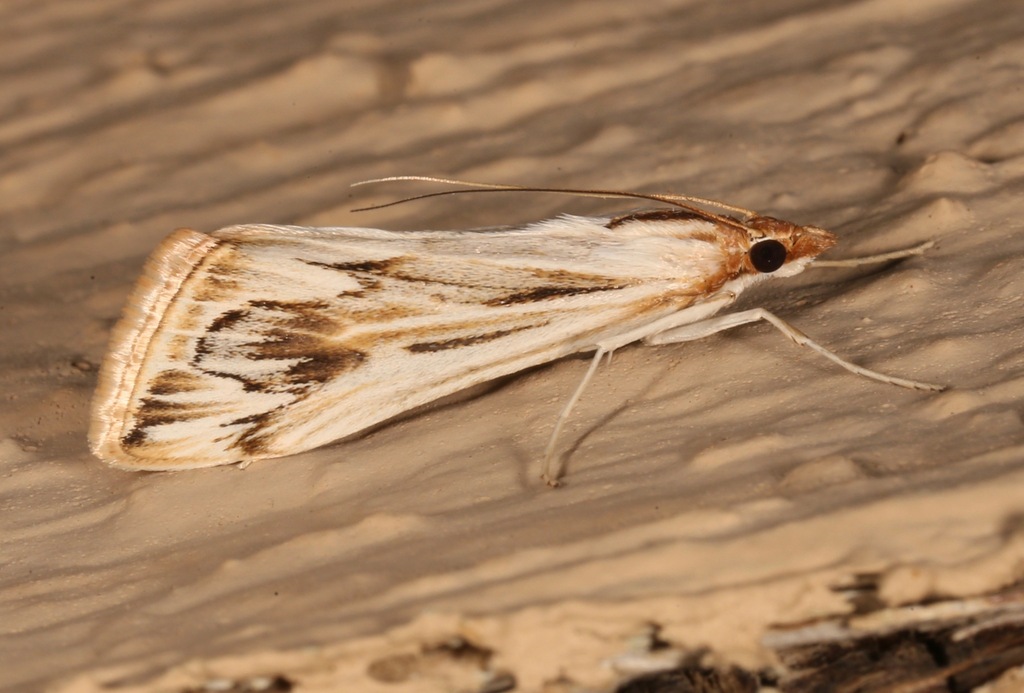 Loxostege oberthuralis