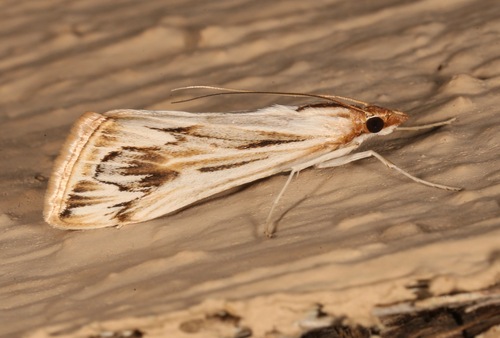 Loxostege oberthuralis