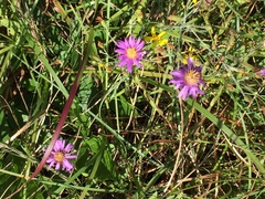 Symphyotrichum pratense
