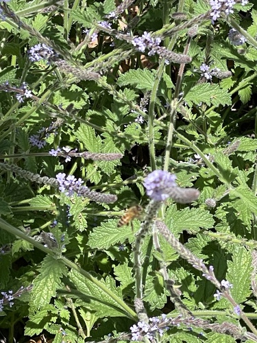iNaturalist observation photo of Western Honey Bee