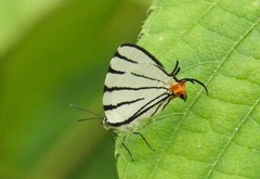Image of Arawacus leucogyna