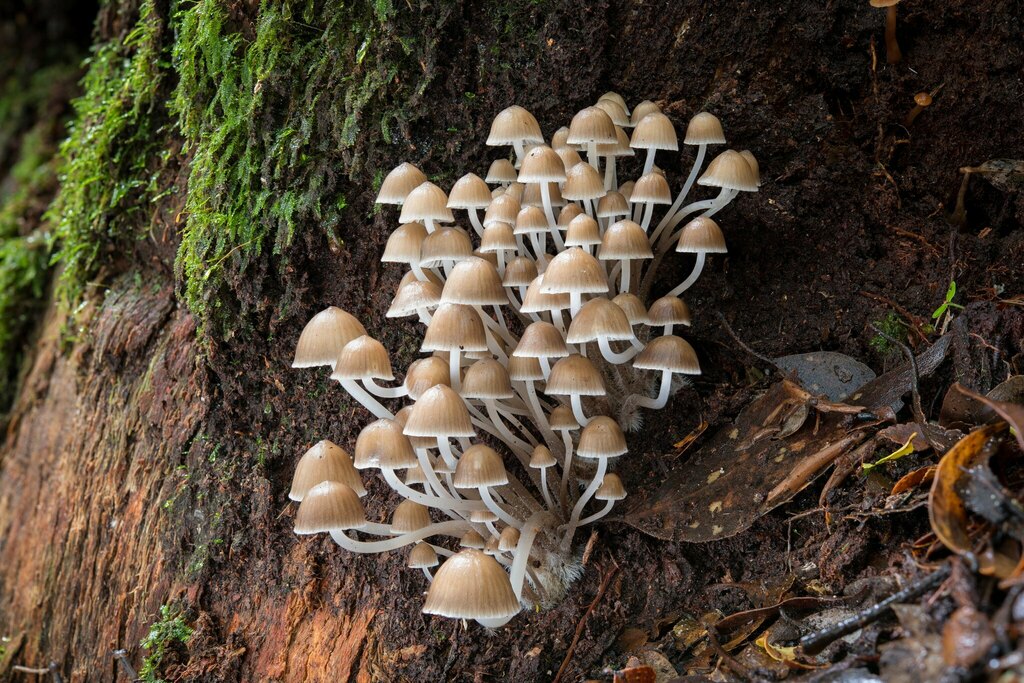 Mycena subgalericulata
