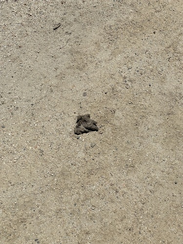 iNaturalist observation photo of Coyote