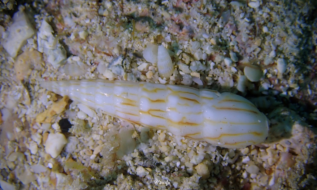 Hastula betsyae