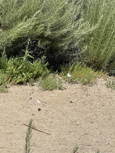 iNaturalist observation photo of Whites