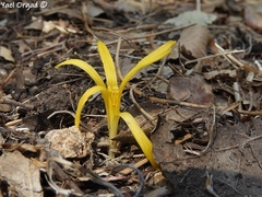 Sternbergia colchiciflora