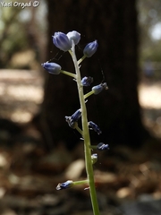 Muscari parviflorum