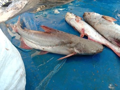 Snail-Eating Pangasius photo 2