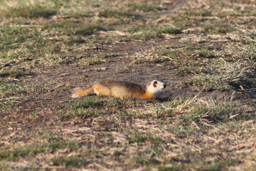Selevin's Ground Squirrel