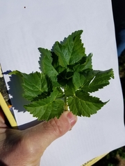 Aegopodium