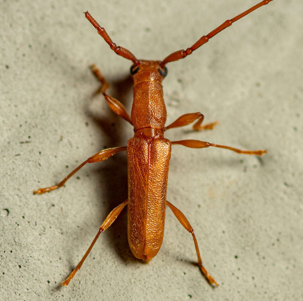 Texas Long-necked Longhorn