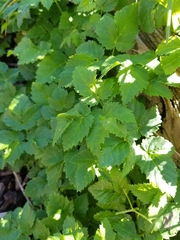 Aegopodium