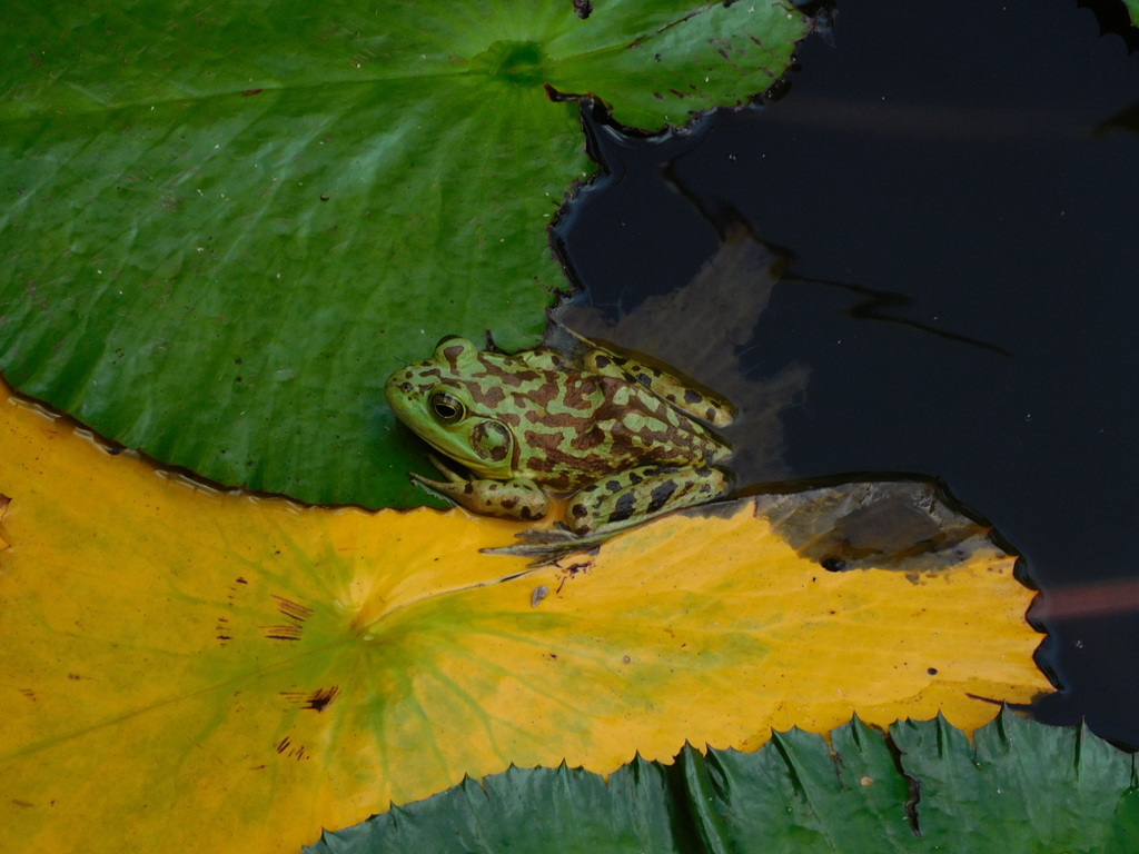 American Bullfrog from Kauai County, HI, USA on May 4, 2023 at 1155 AM by Llupner · iNaturalist