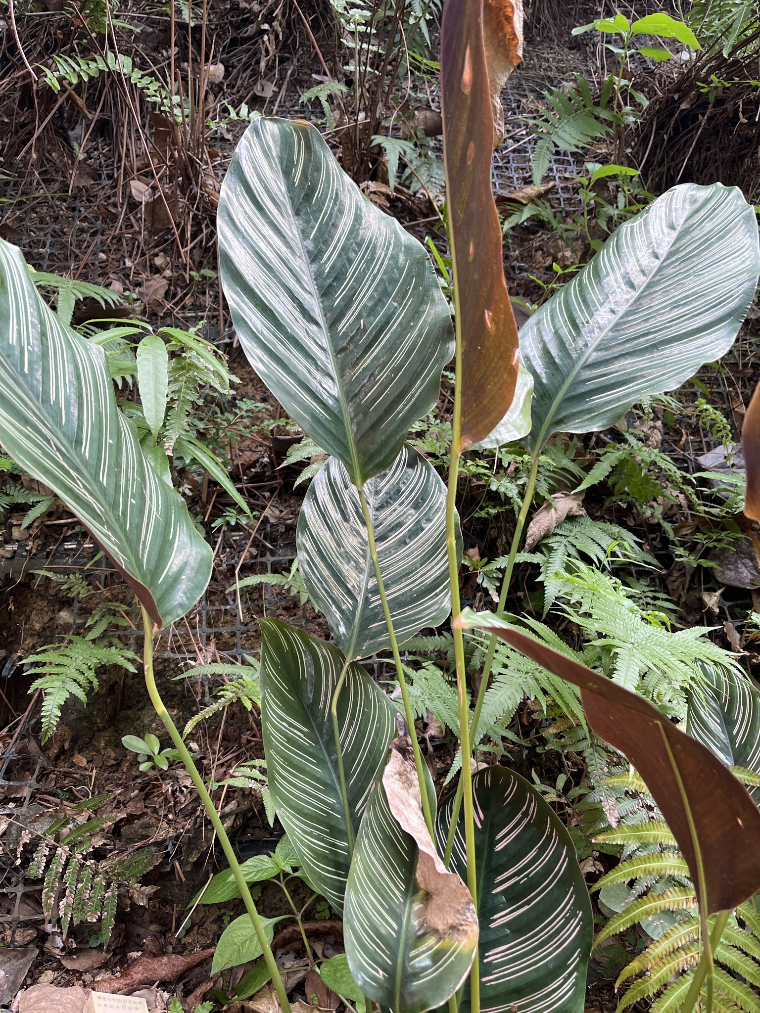 Imagem de Maranta-riscada