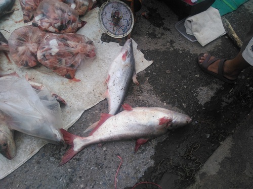 Shellfeeder shark catfish (Pangasius conchophilus) — Pangasiidae