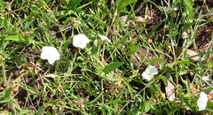 Convolvulus capensis