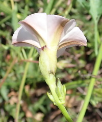 Convolvulus capensis