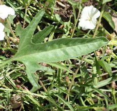 Convolvulus capensis