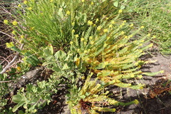 Euphorbia foliosa