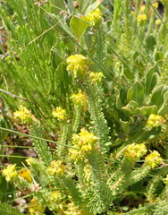 Euphorbia foliosa