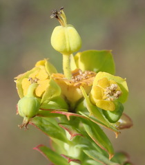 Euphorbia foliosa