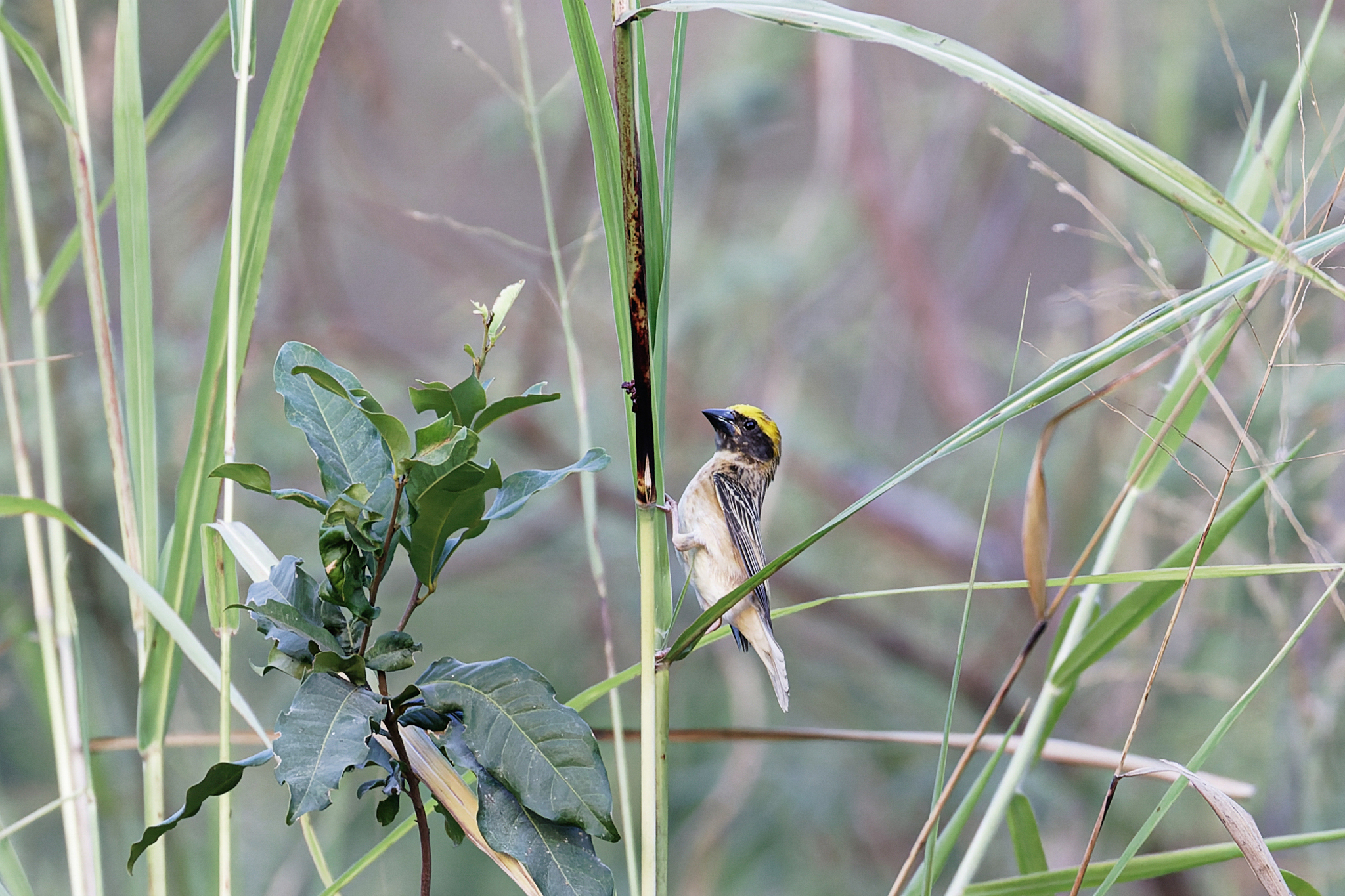 Streaked Weaver