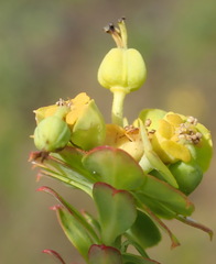 Euphorbia foliosa