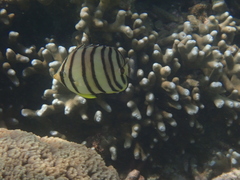 Chaetodon octofasciatus