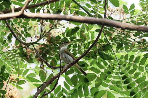 Eastern Crowned Warbler